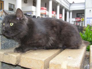 Кот-хищник на скамейке у симферопольского вокзала