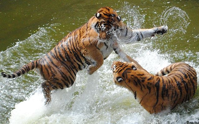 тигры дерутся в воде