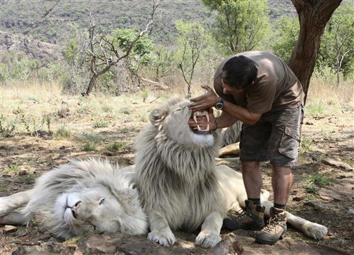 Кевин Ричардсон положил руку в пасть белого льва