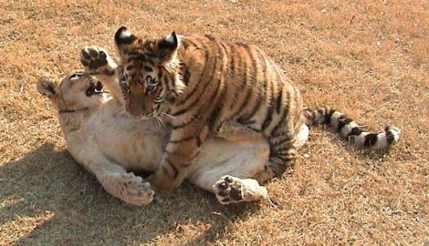 Львёнок и тигрёнок