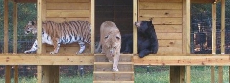 Лев, медведь и тигр