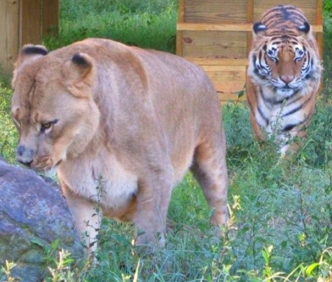Львица и тигр