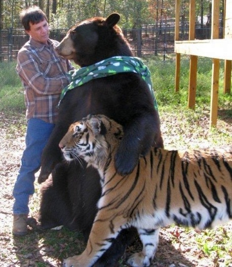 Человек, медведь и тигр