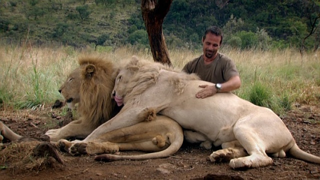 Кевин Ричардсон тискается с большими львами