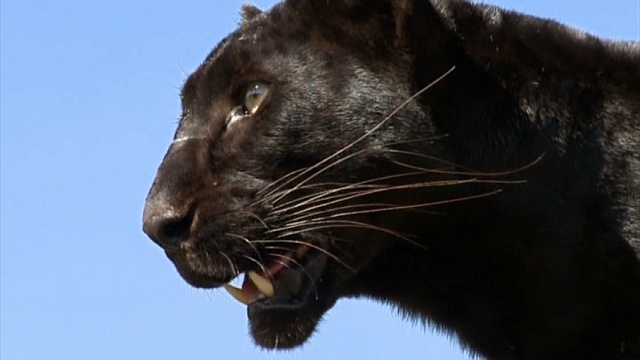 пантера или чёрный леопард, который не показан в сериале