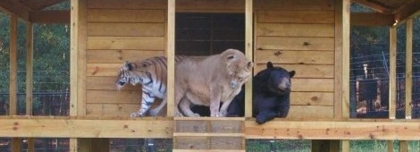 Лев, ведмідь і тигр