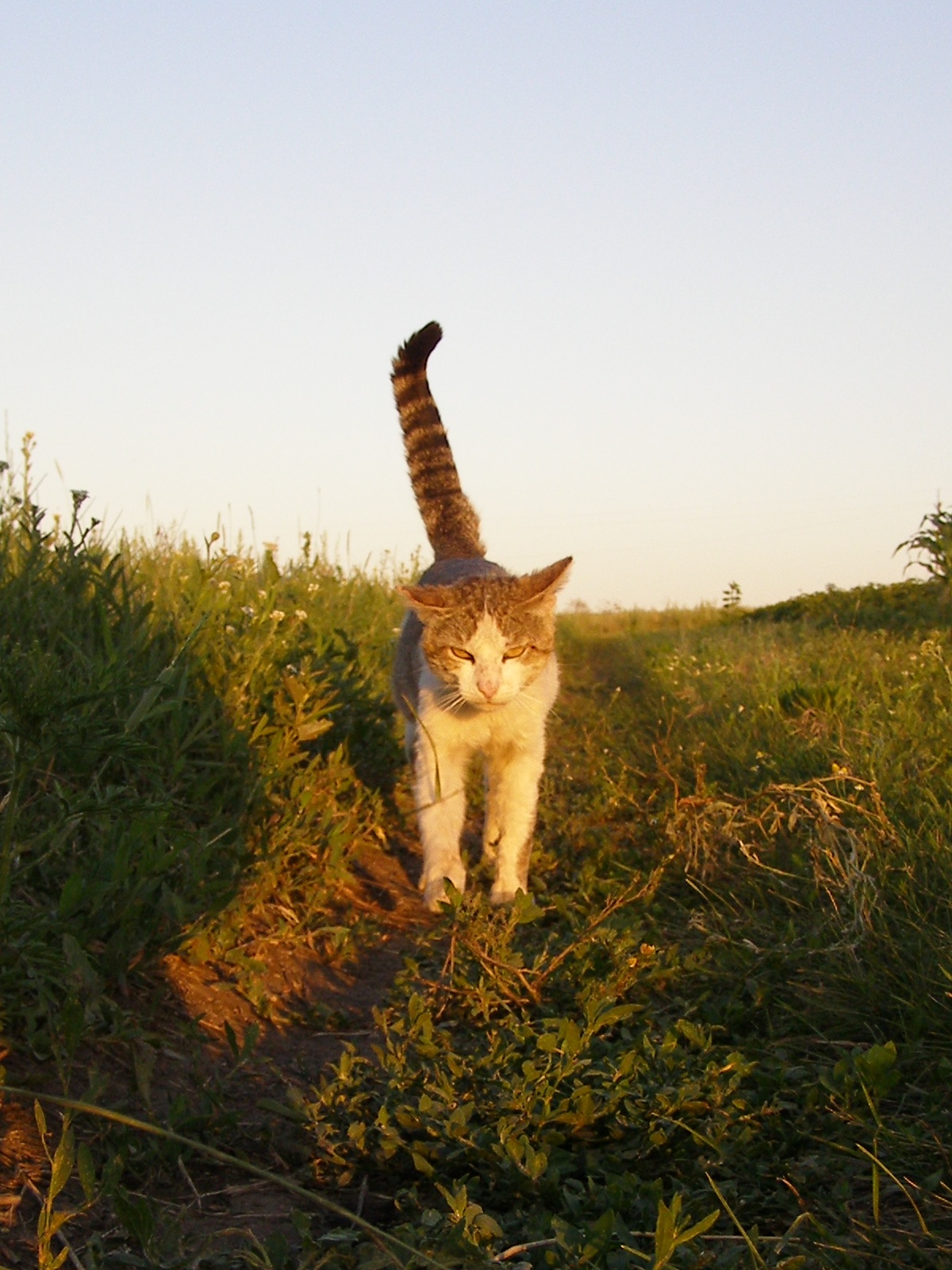Просто хода кота 1