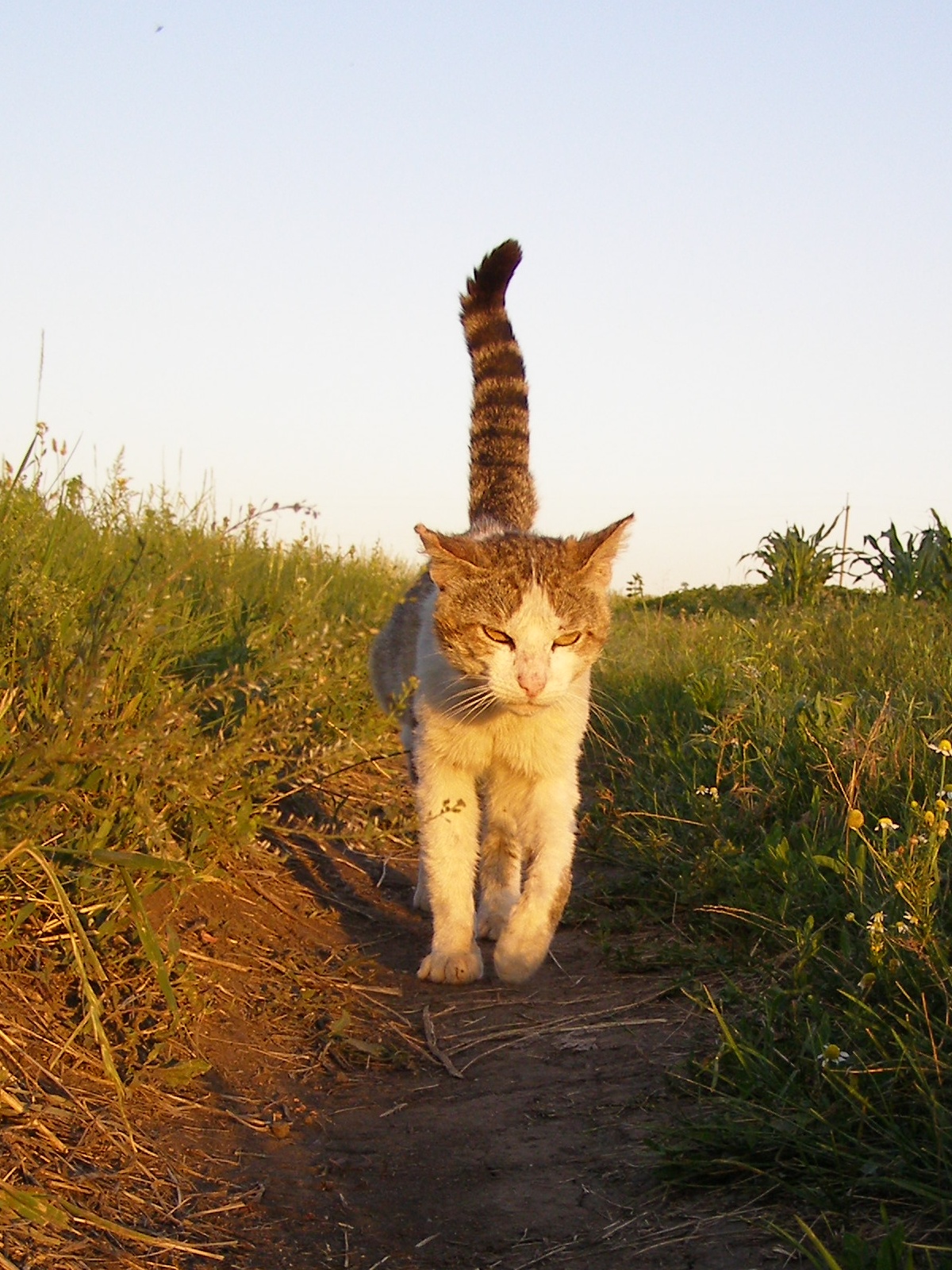 Просто хода кота