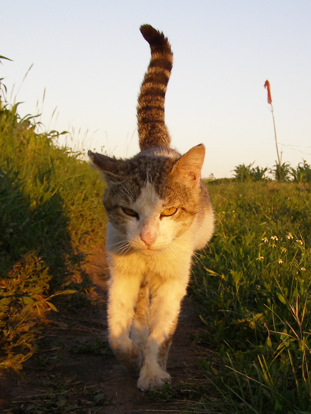 Просто хода кота 3